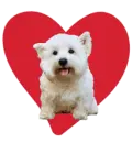 valentine dog