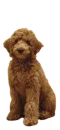 valentine dog