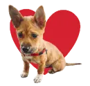 valentine dog