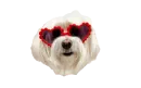 valentine dog