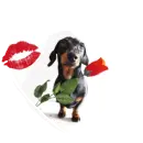 valentine dog