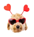valentine dog