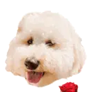 valentine dog