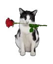 valentine cat
