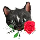 valentine cat