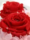red roses