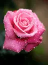 pink rose