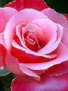 pink rose