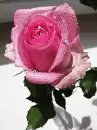 pink rose