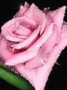 pink rose