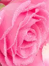 pink rose