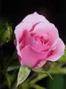 pink rose