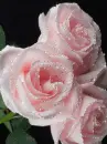 pink roses