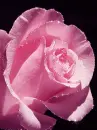 pink rose