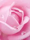 pink rose