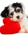 puppy love