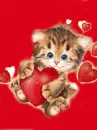 kitty love