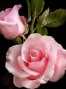 pink roses