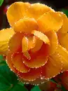 orange flower