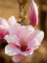 pink flowers