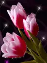 pink flowers