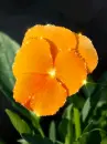 orange flowers