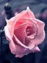pink rose