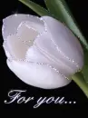 white tulip for you