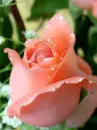 orange rose