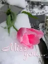 miss you