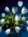 white tulips