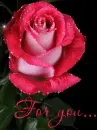 rose for you