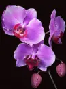 purple orchids