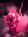 pink rose