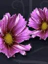 purple flowers