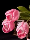 pink tulips
