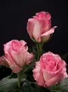 pink roses