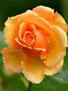 orange rose
