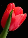 red flower