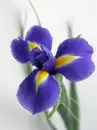 purple iris