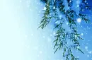 Winter Branches Shimmer