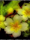 yellow flowers