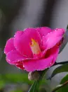 pink flower