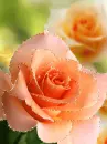 orange roses