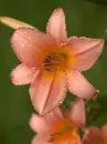 orange flower