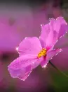 pink flower