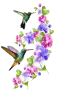 hummingbirds