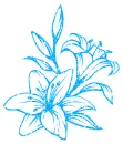 lilies