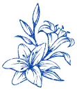lilies