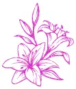 lilies